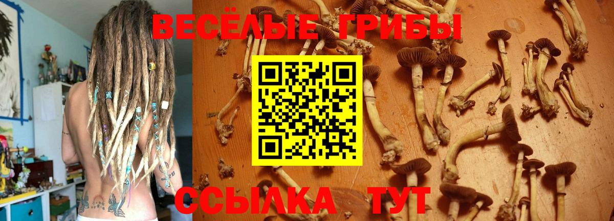 Галлюциногенные грибы Cubensis Нерюнгри
